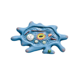 Amoeba Model