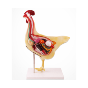 Hen Dissection Model