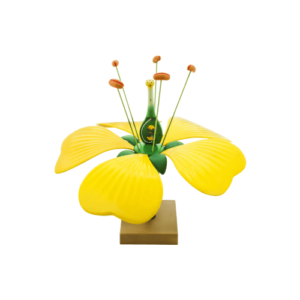 Typical Flower Model