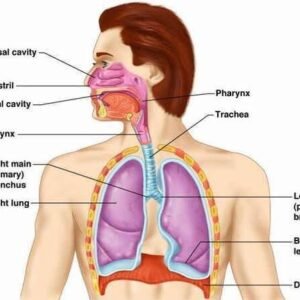 Human Respiratory System Chart