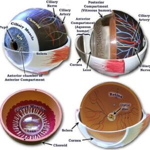 Human Eye Demonstration Model