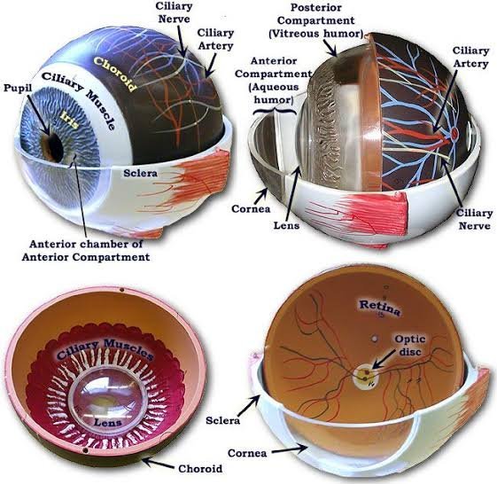 Human Eye Demonstration Model