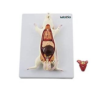 Rat Dissection Model