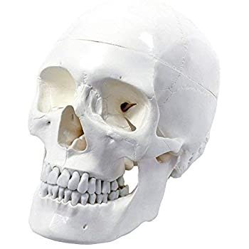 Human Muscular Skull
