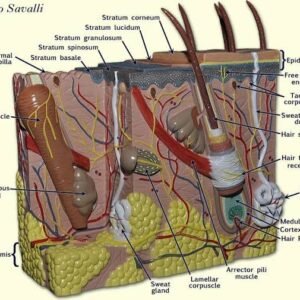 Skin Burn – Normal Model