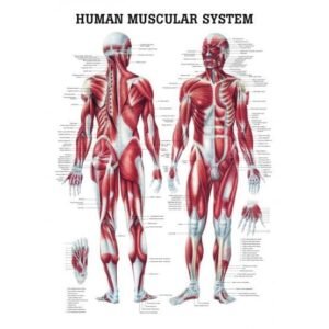 Human Leg Muscles Anatomy Model