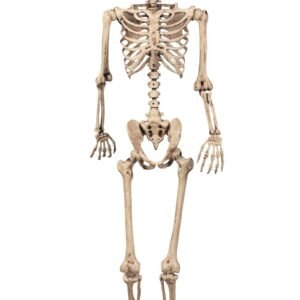 Human Skeleton