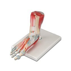 Anatomy of the Foot Model