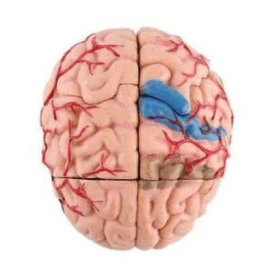 Brain-Anatomy-3D-Model manufacturer