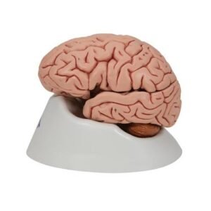 Brain-Eco-Model manufacturer