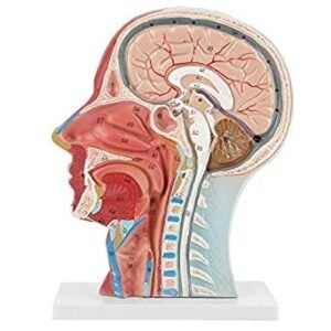 Brain with Half Head Model