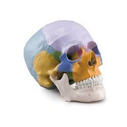 Coloured Skull