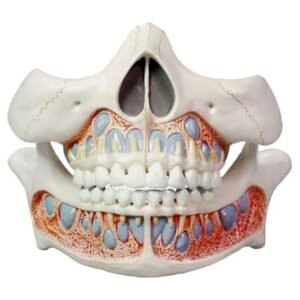 Deciduous Teeth Model