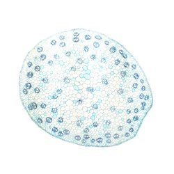 Dicot Stem Herbaceous