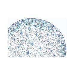 Dicot Stem Ts