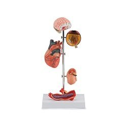 Effects Of Hypertension 5 Part