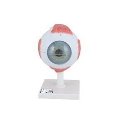Eye Model 6 Parts