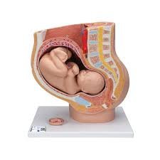 Female Pelvis With 8-Week Ebryo
