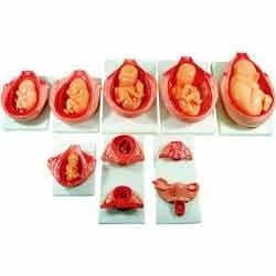 Fetal Development Process Model