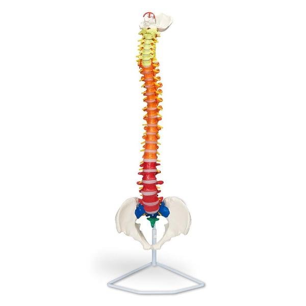 Flexible Spinal Column With Colour Coded Regions