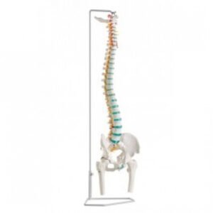 Flexible Vertebral Column With Femur Head