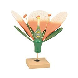 Flower Model