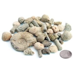 Fossil Kit