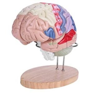 Human Brain Model 2 Parts