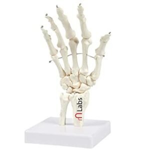 Human Hand And Wrist Model