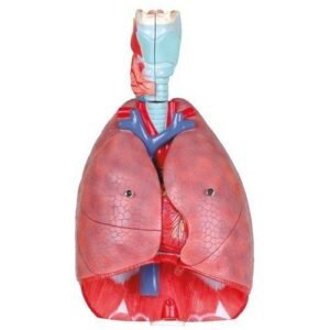Human Lung Model