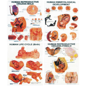 human reproduction charts manufacturer