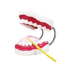 Human Teeth Model