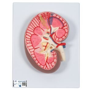 Kidney Model