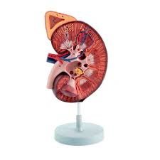 Kidney with Adrenal Gland, 3X life size