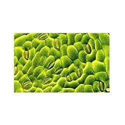 Leaf Stomata Model