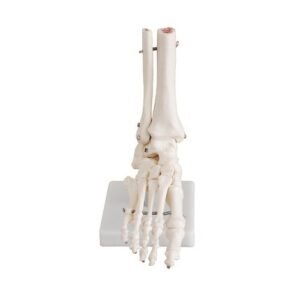Life-Size Foot Joint Model