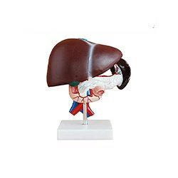 Liver Pancreas And Duodenum Model