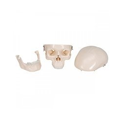 Mini Skeleton