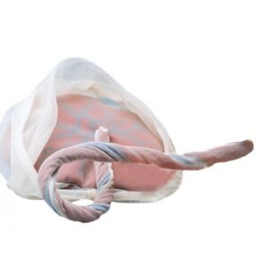 Model of Placenta – Umbilical Cord
