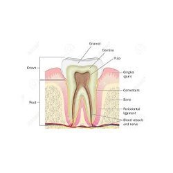 Molar And Incisor Cross Section Mode