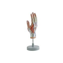 Muscles Hand