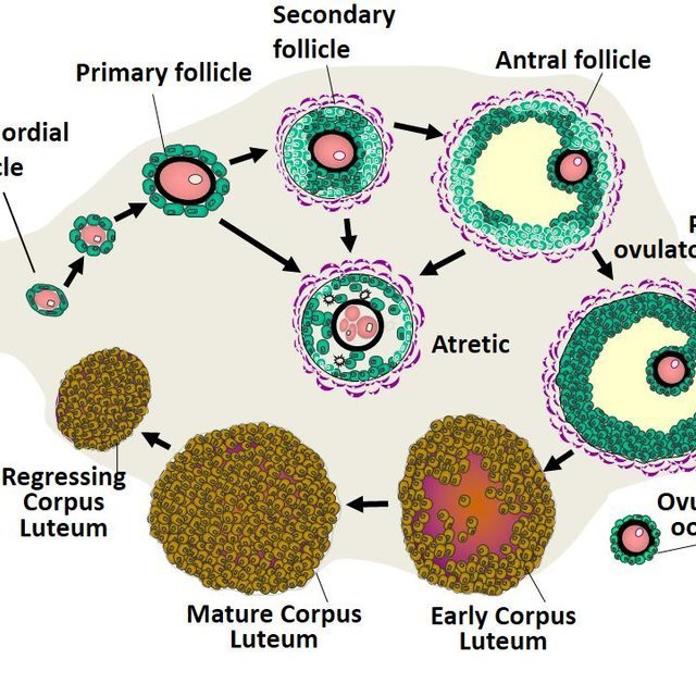 Ovary Structure Model