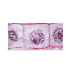 Plant Mitosis Cell Division