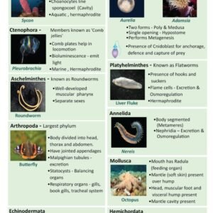 porifera coelenterata manufacturer