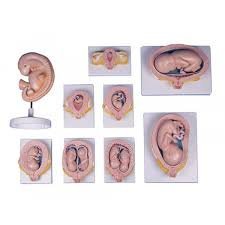 Pregnancy Model Set Model