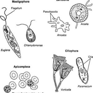 protozoa charts
