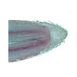Root Tip Anatomy