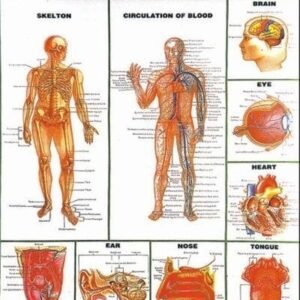 special human physiology charts manufacturer