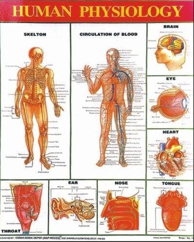 special human physiology charts manufacturer