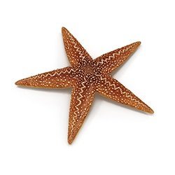 Star Fish Model